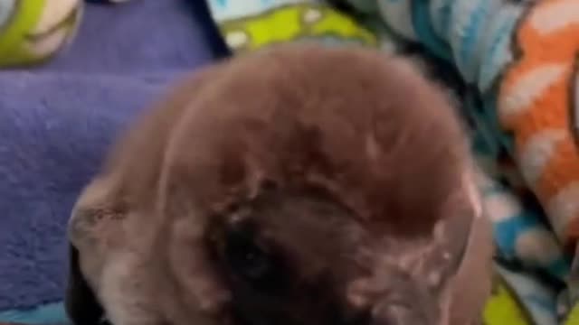 Watch this baby gRoW