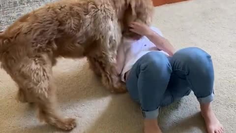 Huge dog loves to be held like a baby!