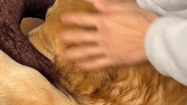 dog massage