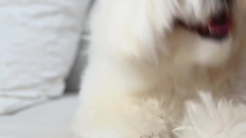 Cute pet video 🐶