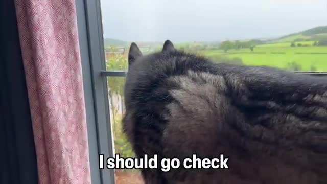 Hiding From My Husky in a Strange House!