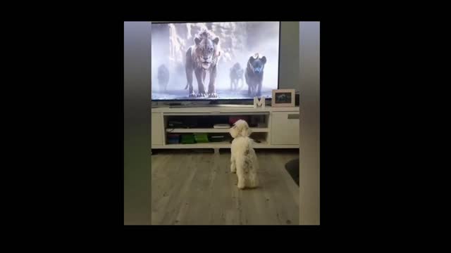 My dog running away