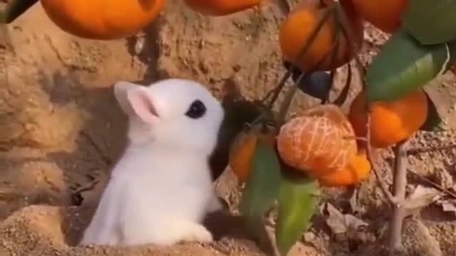 funny animal videos to laugh