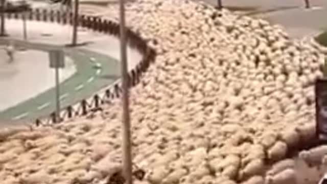 Invasion of the Sheep!!! 🤣🤣🤣 #shorts