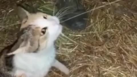 Cat and Dog drink milk directly from under the cow 😄