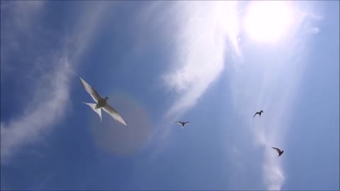 artic tern bay roberts