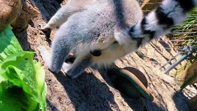 ringtailedlemur#animal