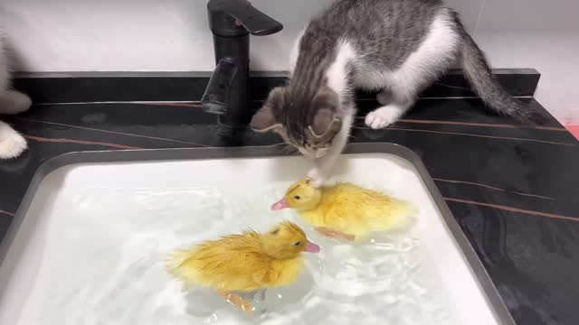 The kittens watched the ducklings swim