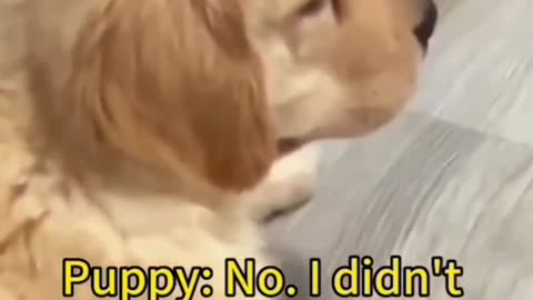 Funny Animals