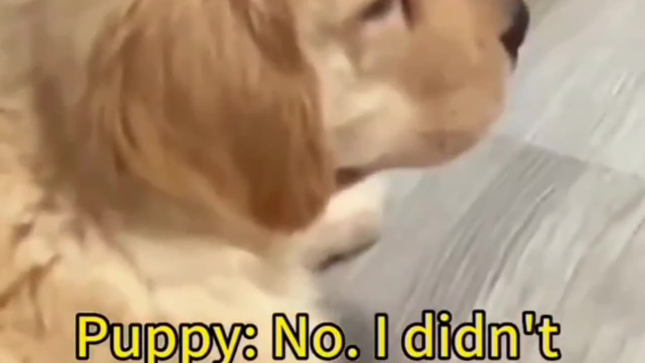 Funny Animals