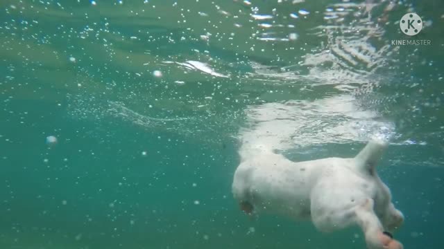 Funny Dogs Love Swimming - Puppy Videos 2020