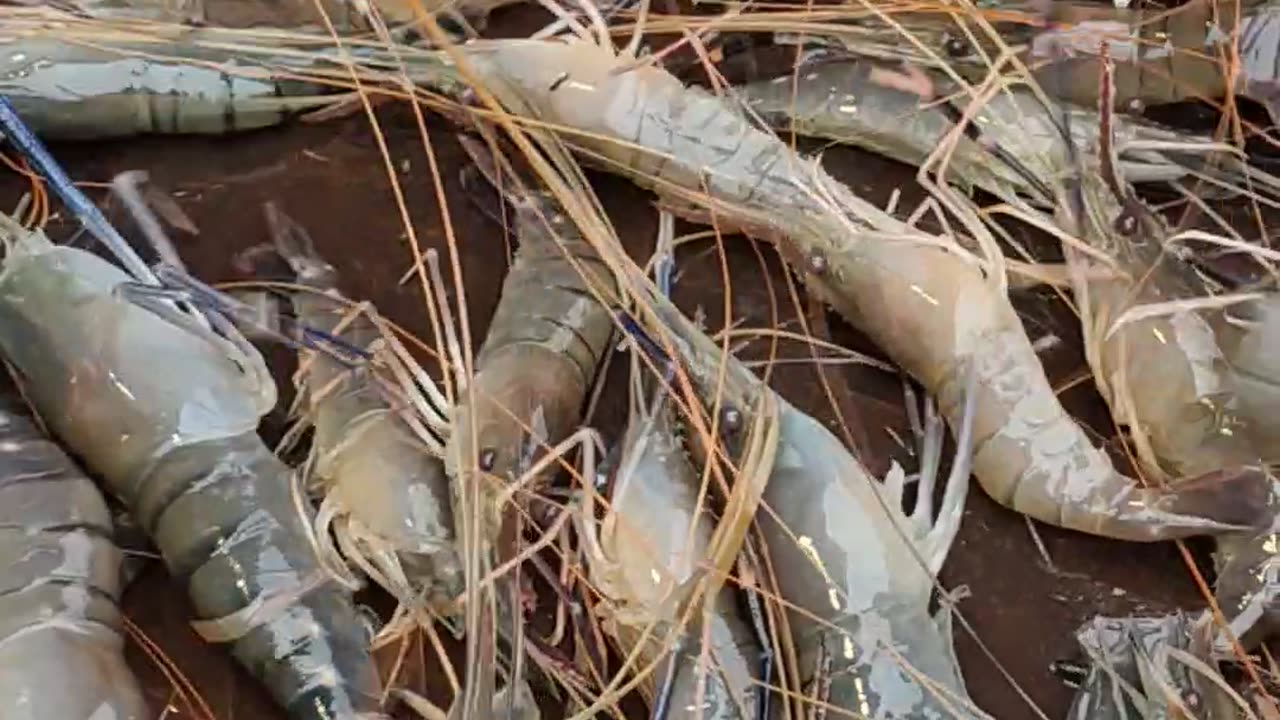 big prawn fish video in fish market#shorts