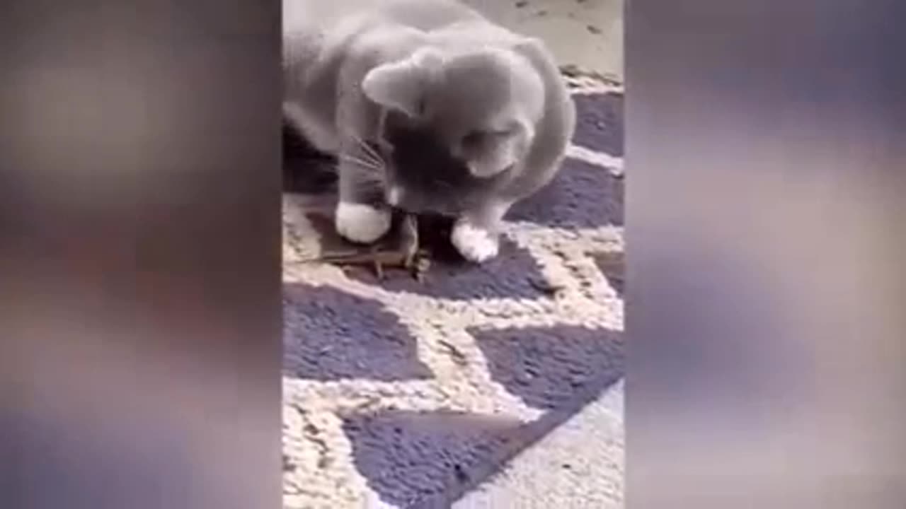 Cat 🐈 funny video 😂😂📷 part --2