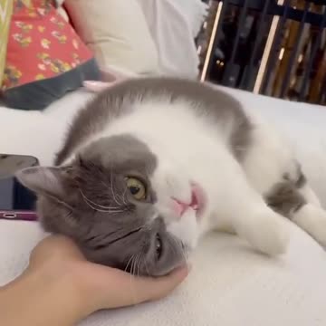 Funny cat videoo