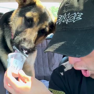 Pup cup gone WRONG...