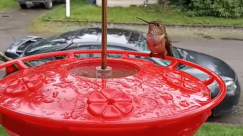 Curious hummingbird close-up