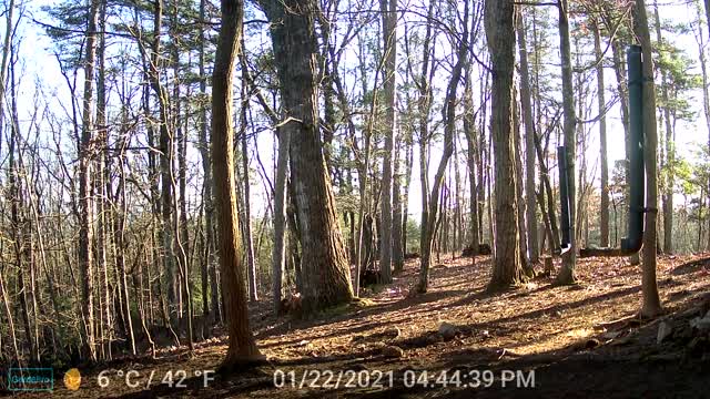 The Woods - 01/23/2022