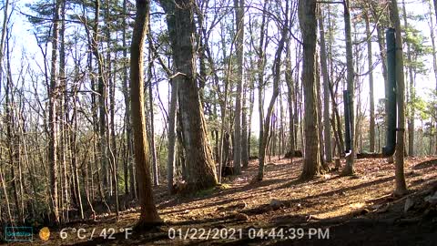 The Woods - 01/23/2022