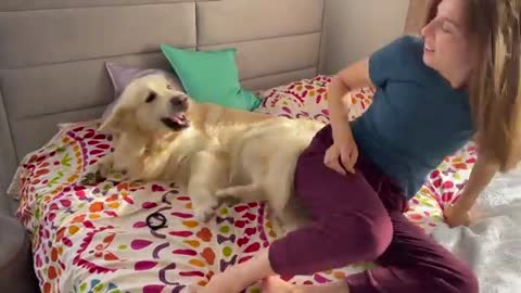 Golden Retriever demands attention from his human Mom