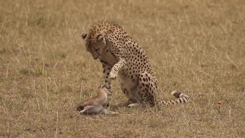 [!!Shaky Video!!] Cheetah playing with baby gazelle before eating it-20