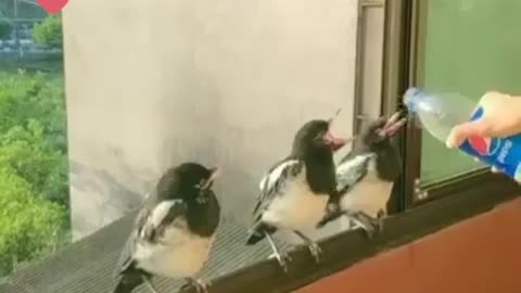 winged pets