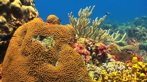 Nature-Sea-Fishes