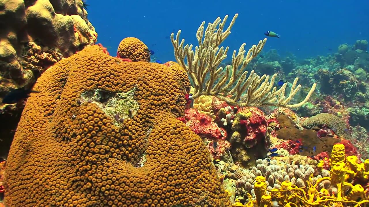 Nature-Sea-Fishes