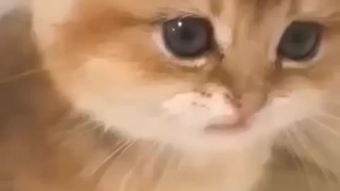 Funny cat moments