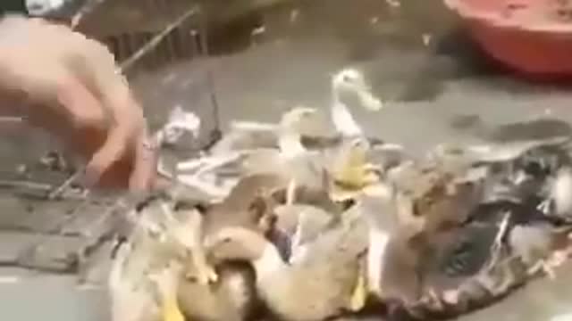Duck laughing