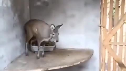 If There Is A Way Out It's Gunna Find It