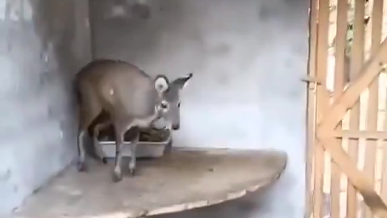 If There Is A Way Out It's Gunna Find It