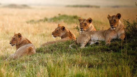 lion resting