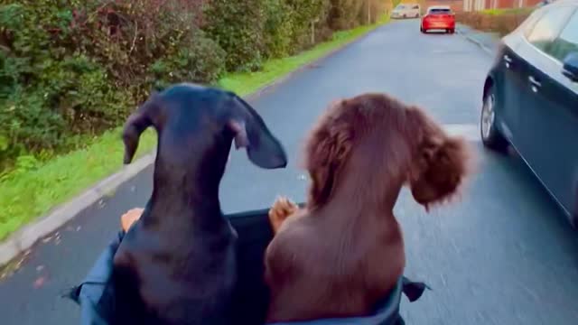 Dachshund Ears Flap in the Wind on Bike Ride