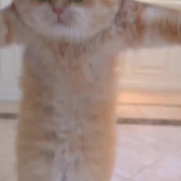 Cat jumping rope 🤣🤣 intelligence cats are here must watch