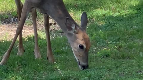 Baby deer has a snack