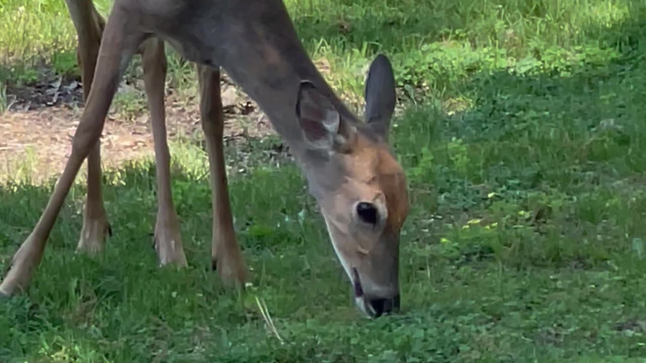 Baby deer has a snack