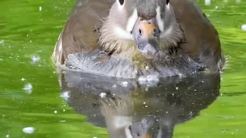 The beautiful duck 🦆