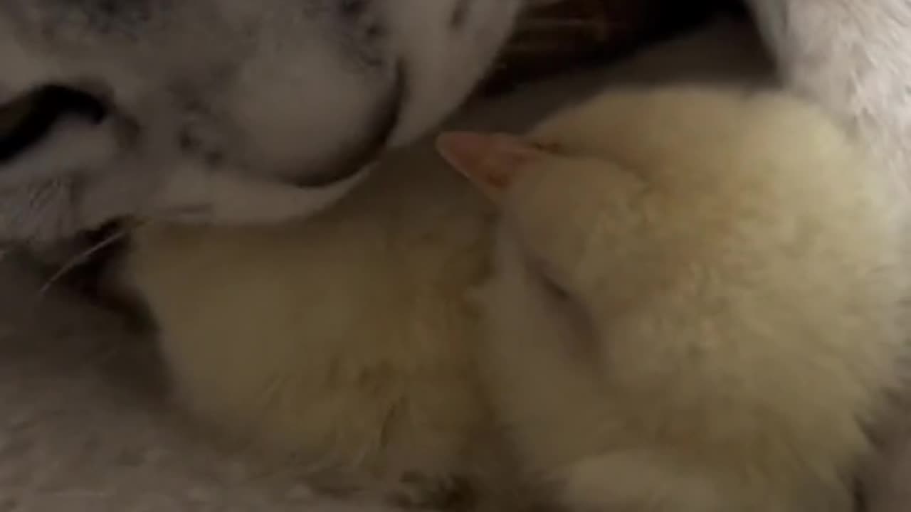 Cute and funny cat doing good things.