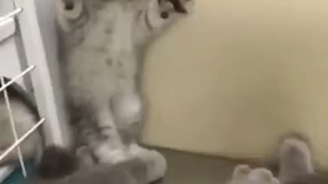 Lovely cat.