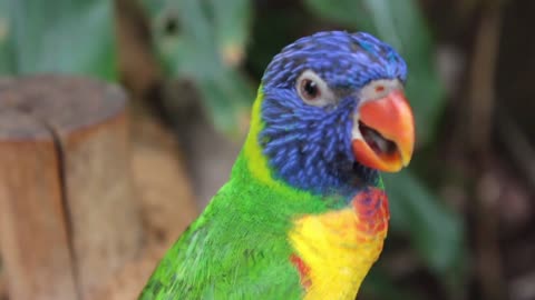 watch this cute parrot and amazing colors ^__^