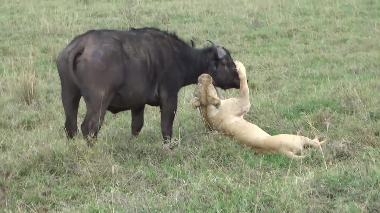 Lion taking on a Buffalo