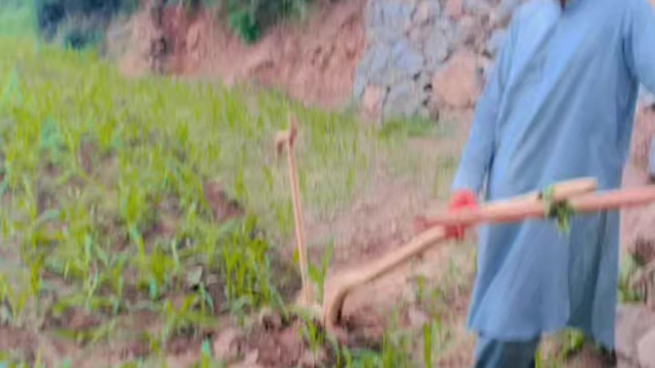 مکئ فصل پر کام جاری ہے