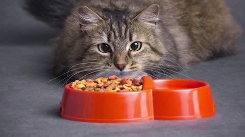 15 MERAWAT KUCING KESALAHAN | SIMAK CARA MERAWAT KUCING BAGI PEMULA | MERAWAT KUCING KUCING TIPS