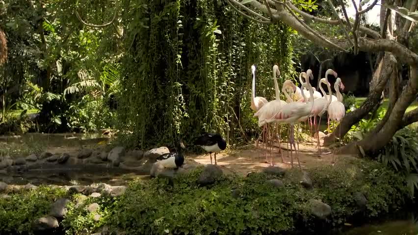 Grupo de flamingos na margem de um lago