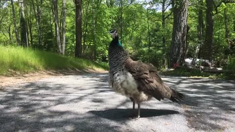 peahen's bird call,