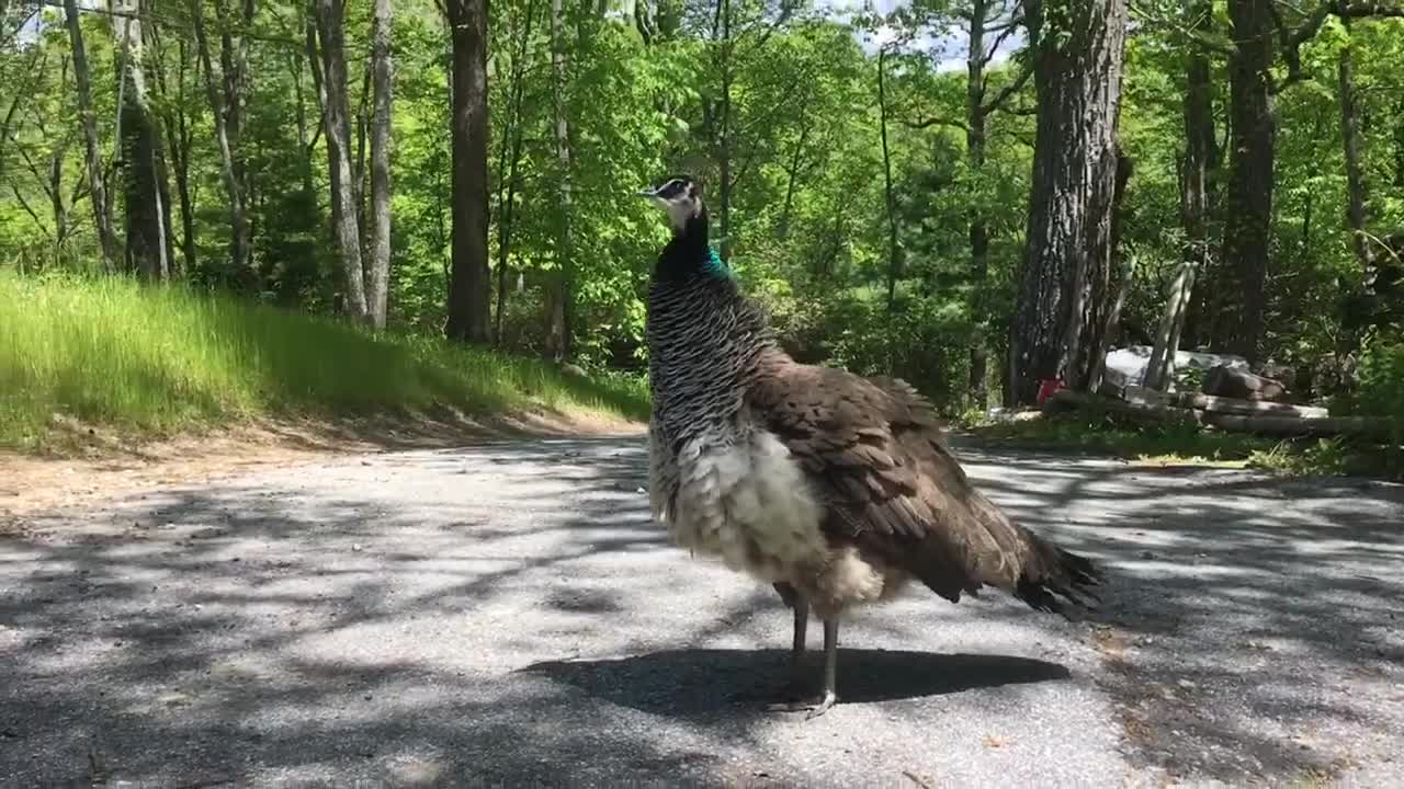 peahen's bird call,