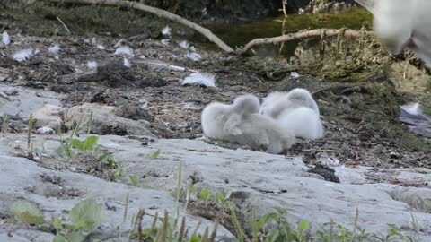 Swan Animal Animal World Bird Fluffy Water Bird