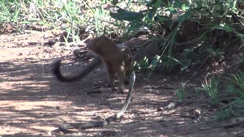 Mongoose Vs. Snake