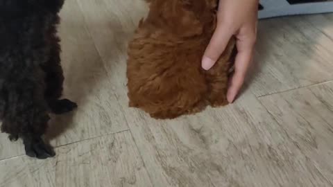 puppy