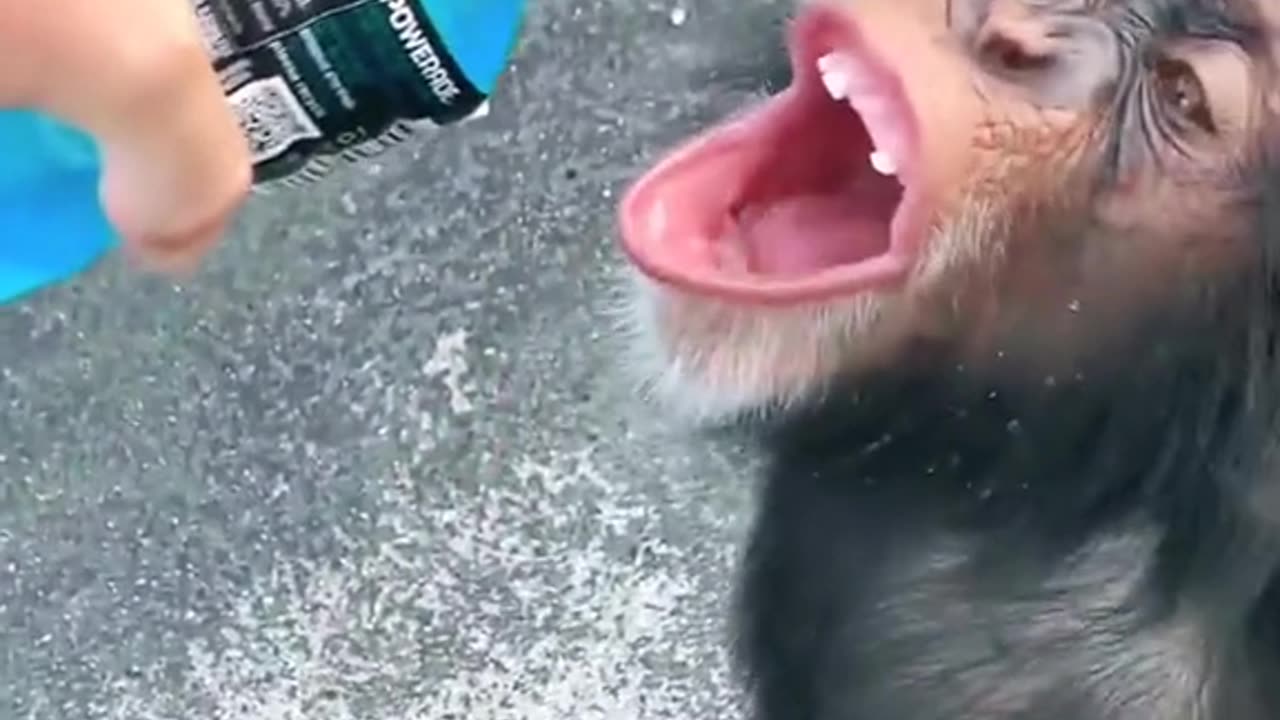 Le Singe le Plus Mignon du Monde - Découvrez ses Jeux et ses Astuces d'Eau